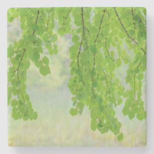 Katsura Tree Limbs in Springtime   Seabeck, WA Stone Coaster