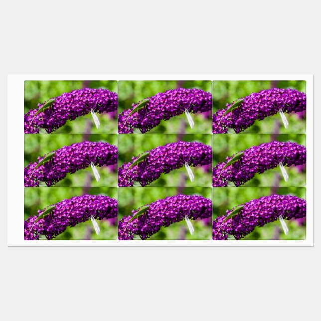 katydid energy (Sheet)