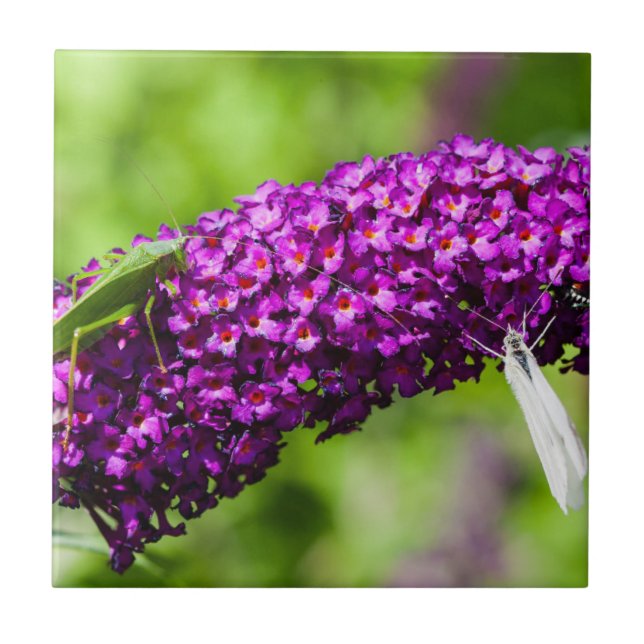 katydid energy ceramic tile (Front)