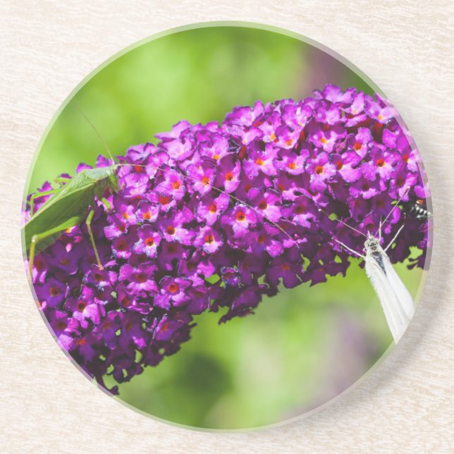 katydid energy coaster (Front)