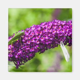 katydid energy magnet