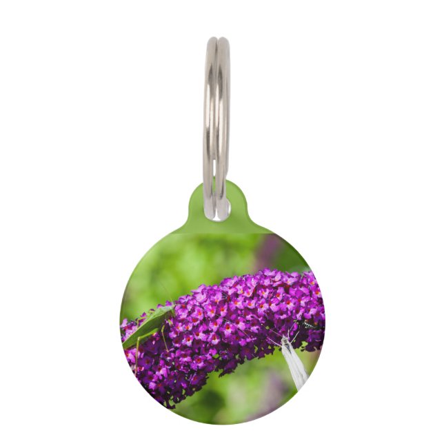 katydid energy pet tag (Front)