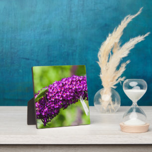katydid energy plaque