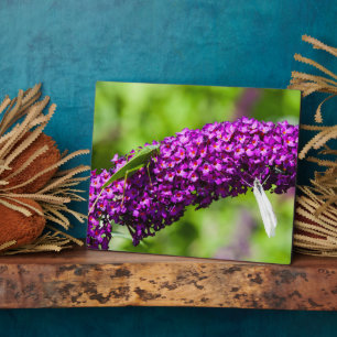 katydid energy plaque