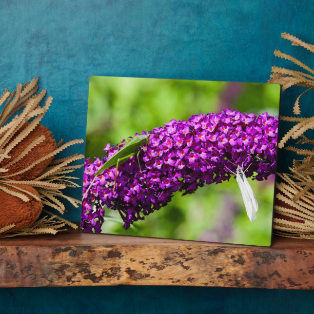 katydid energy plaque (Side)