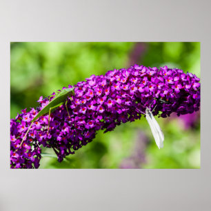 katydid energy poster