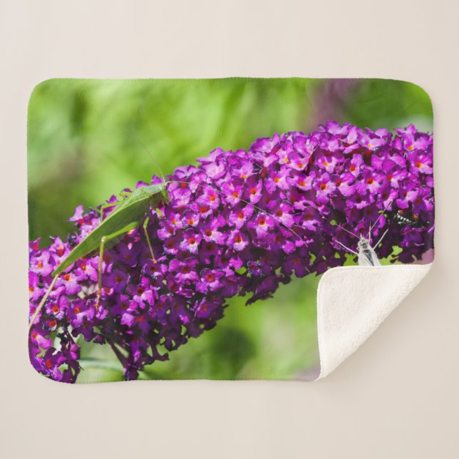 katydid energy sherpa blanket (Front (Horizontal))