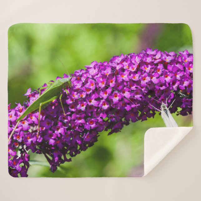katydid energy sherpa blanket (Front (Horizontal))
