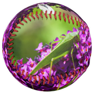 katydid energy softball