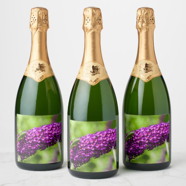 katydid energy sparkling wine label (Bottles)