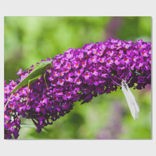 katydid energy wrapping paper