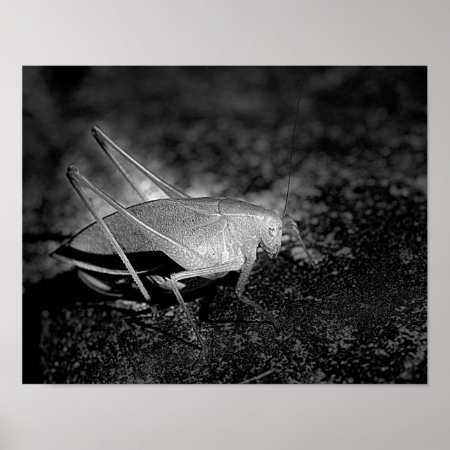 Katydid Grasshopper In Black And White Insect Poster (Front)
