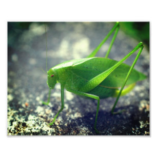 Katydid Grasshopper Insect Close Up 8x10 Photo Print