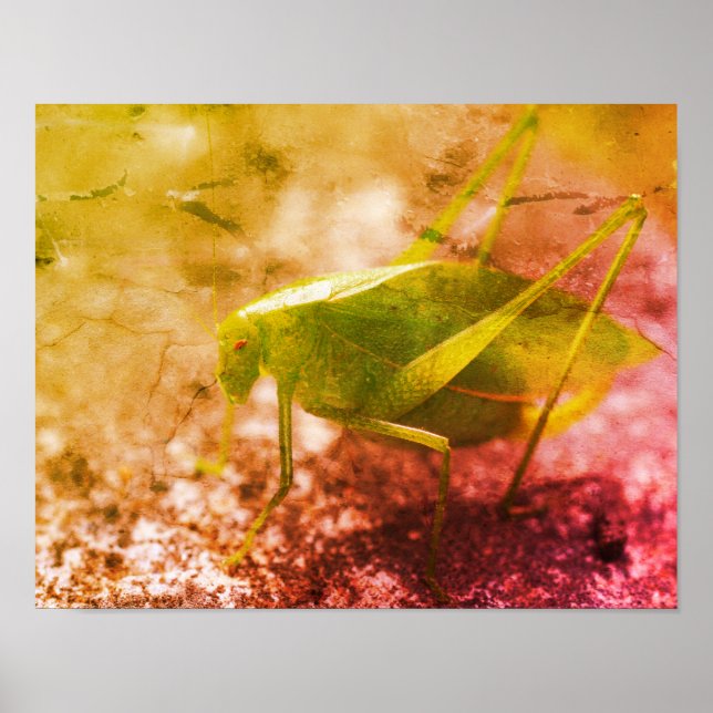 Katydid Grasshopper Insect Distressed Art Poster (Front)