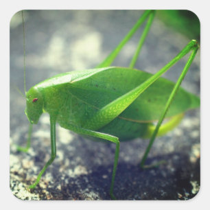 Katydid Grasshopper Nature Square Sticker