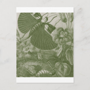 Katydids Postcard