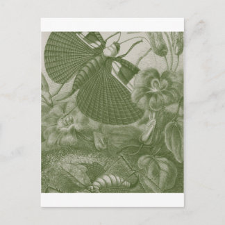Katydids Postcard
