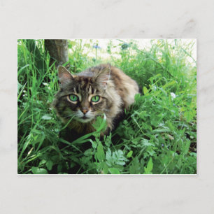Katze Postcard