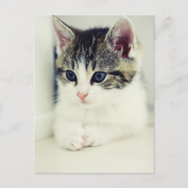 katze postcard (Front)