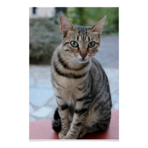 Katze, Tigerkatze, Kätzchen Poster