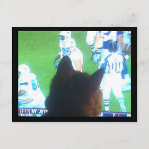 katzen brauchen fuchtbar viel TV! Postcard