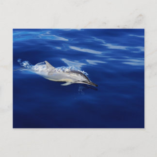 Kauai - Dolphin Breaking Free Postcard