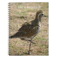 Kauai Hawaii Bird on One Leg (my photography)
