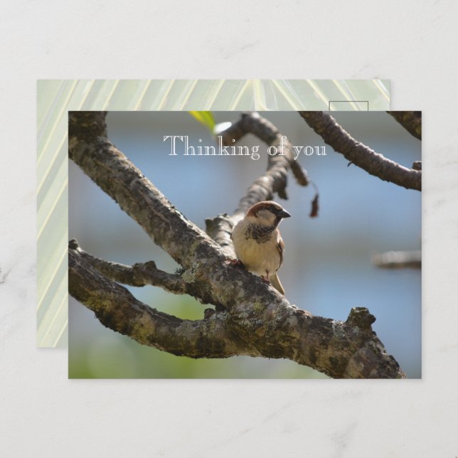 Kauai Hawaii Bird on Tree Branch Thinking of you Postcard (Front/Back)
