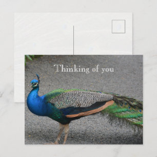 Kauai Hawaii Peacock Postcard