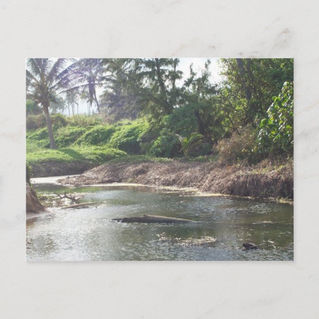 Kauai Paradise Postcard (Front)