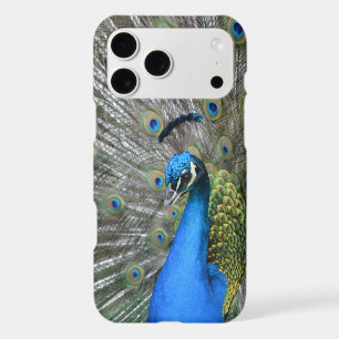 Kauai Peacock