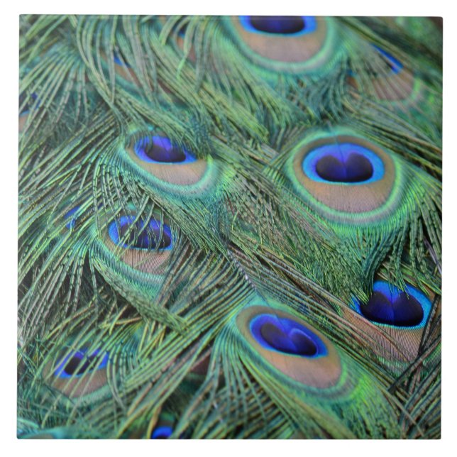 Kauai Peacock Feathers Ceramic Tile (Front)