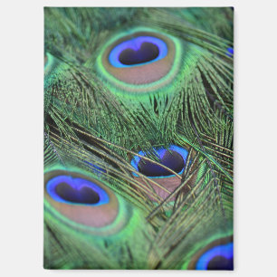 Kauai Peacock Feathers (photography by me) Magnet