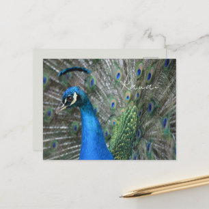 Kauai Peacock Feathers Postcard