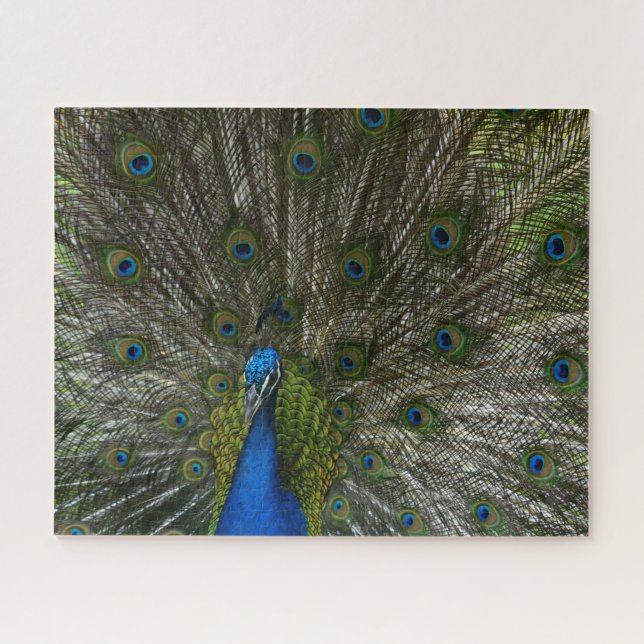 Kauai Peacock Jigsaw Puzzle (Horizontal)