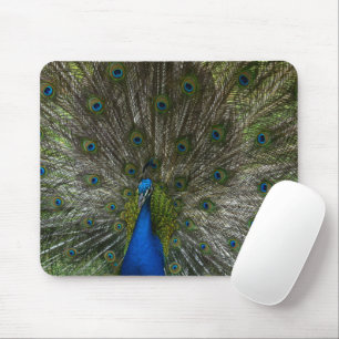 Kauai Peacock Mouse Pad