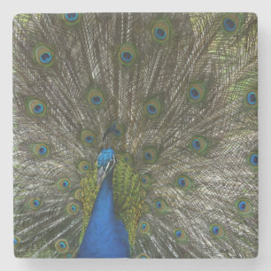 Kauai Peacock (my photography) Stone Coaster