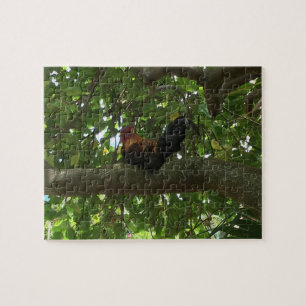 Kauai Rooster Sitting in Tree - Hawaii Jigsaw Puzzle