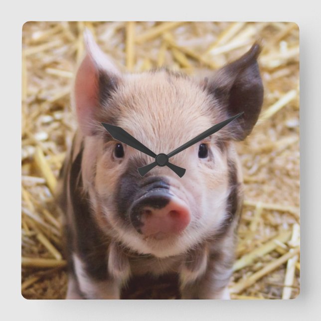 Kawaii cute adorable farm baby piglet pig animal square wall clock (Front)