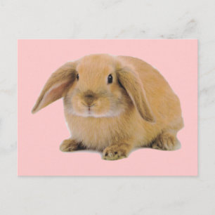 Kawaii Cute Bunny Rabbit Postcard