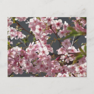 Kawazu-zakura (Cherry Blossom): Tokyo Postcard