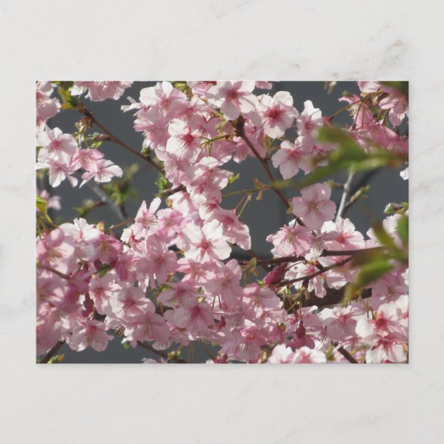 Kawazu-zakura (Cherry Blossom): Tokyo Postcard (Front)