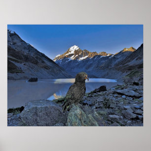 Kea and Aoraki Poster