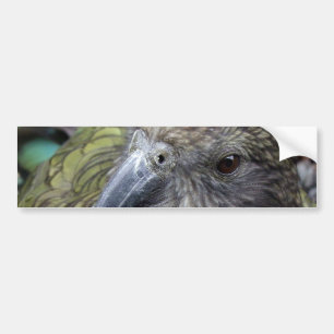 Kea Bumper Sticker