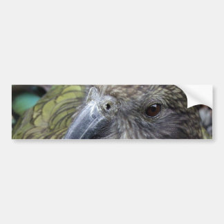 Kea Bumper Sticker