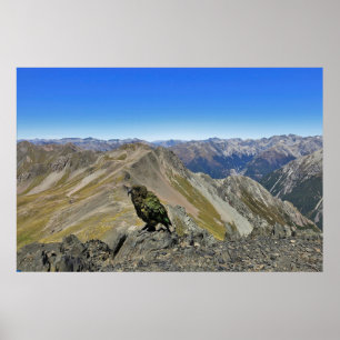 Kea in Arthur's Pass Poster