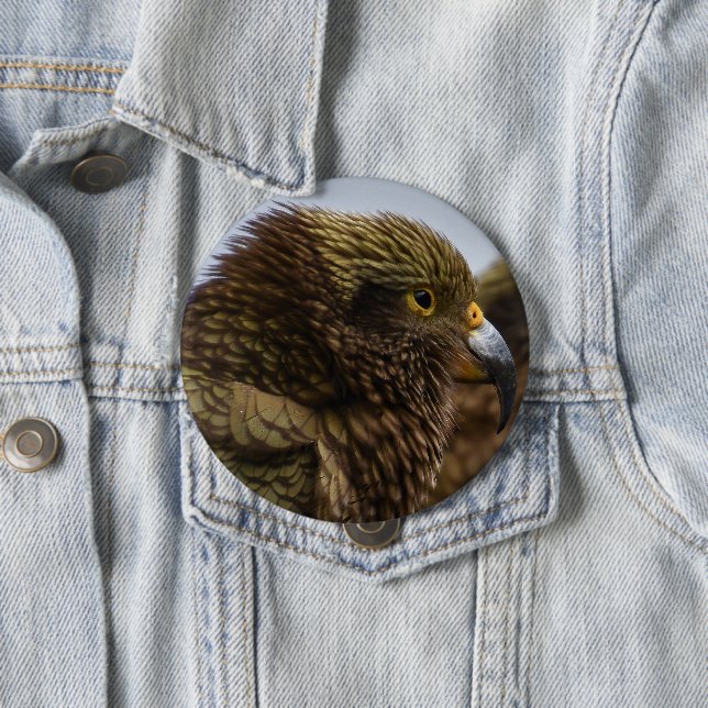 Kea (Nestor notabilis) 10 Cm Round Badge (In Situ)