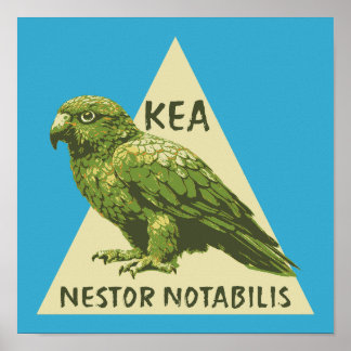 Kea New Zealand bird Poster