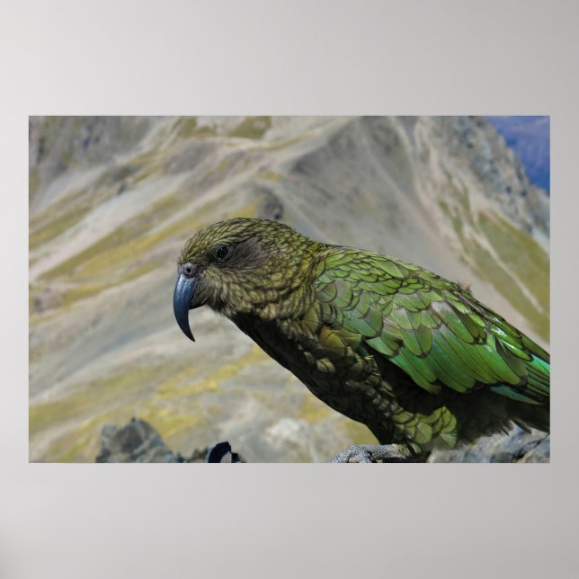 Kea Poster (Front)