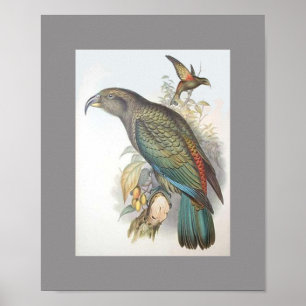 Kea (small only) poster